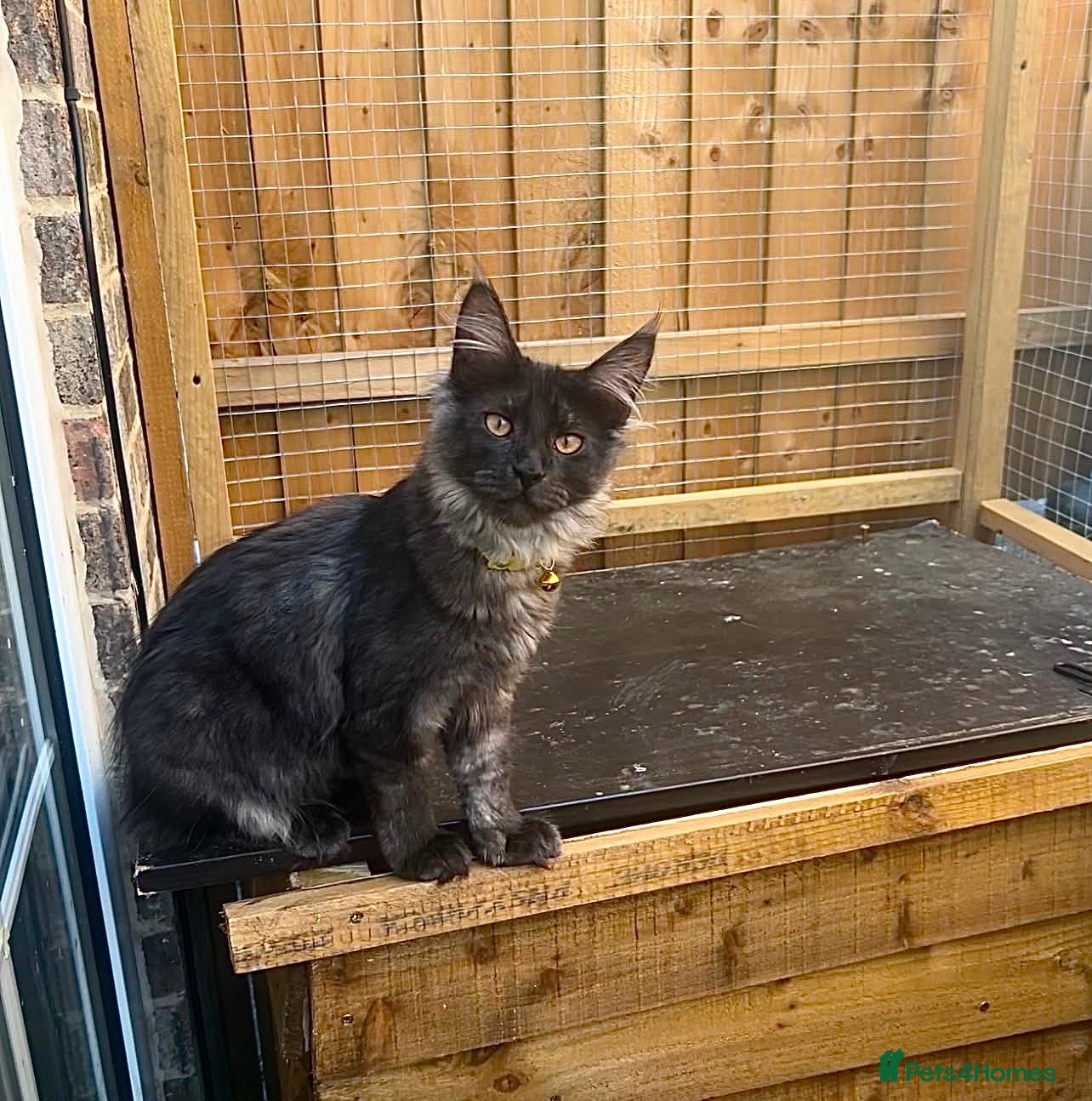 Maine Coon cats TICA ACTIVE REGISTERED MAINE COON FEMALE  - Advert 6