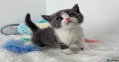 British Shorthair cats - Advert 9