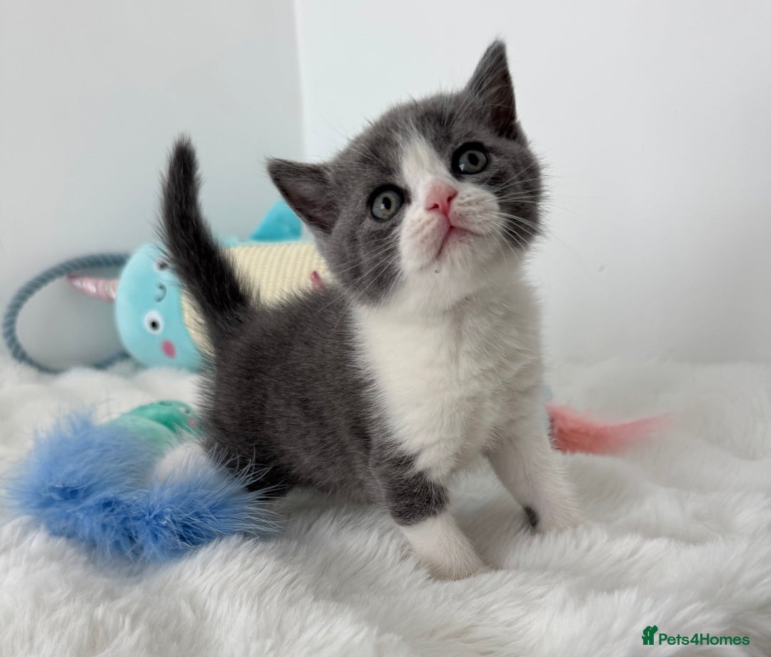 British Shorthair cats for sale: GCCF registered - blue bi-colour male - Image 3