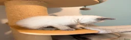 British Shorthair cats for sale: Beautiful Colour point kittens available now! - Advert 15