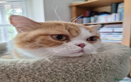 British Shorthair cats for sale: TWO YEAR OLD AFFECTIONATE CAT - Image 1