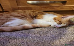 Domestic Shorthair cats for sale: Kittens looking for familys - Image 3