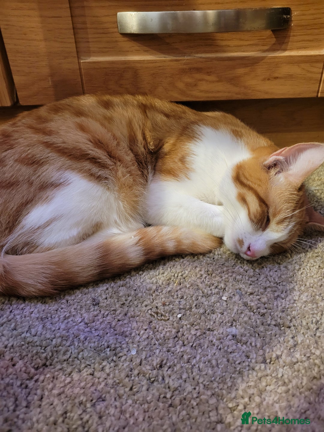 Domestic Shorthair cats for sale: Kittens looking for familys - Image 3