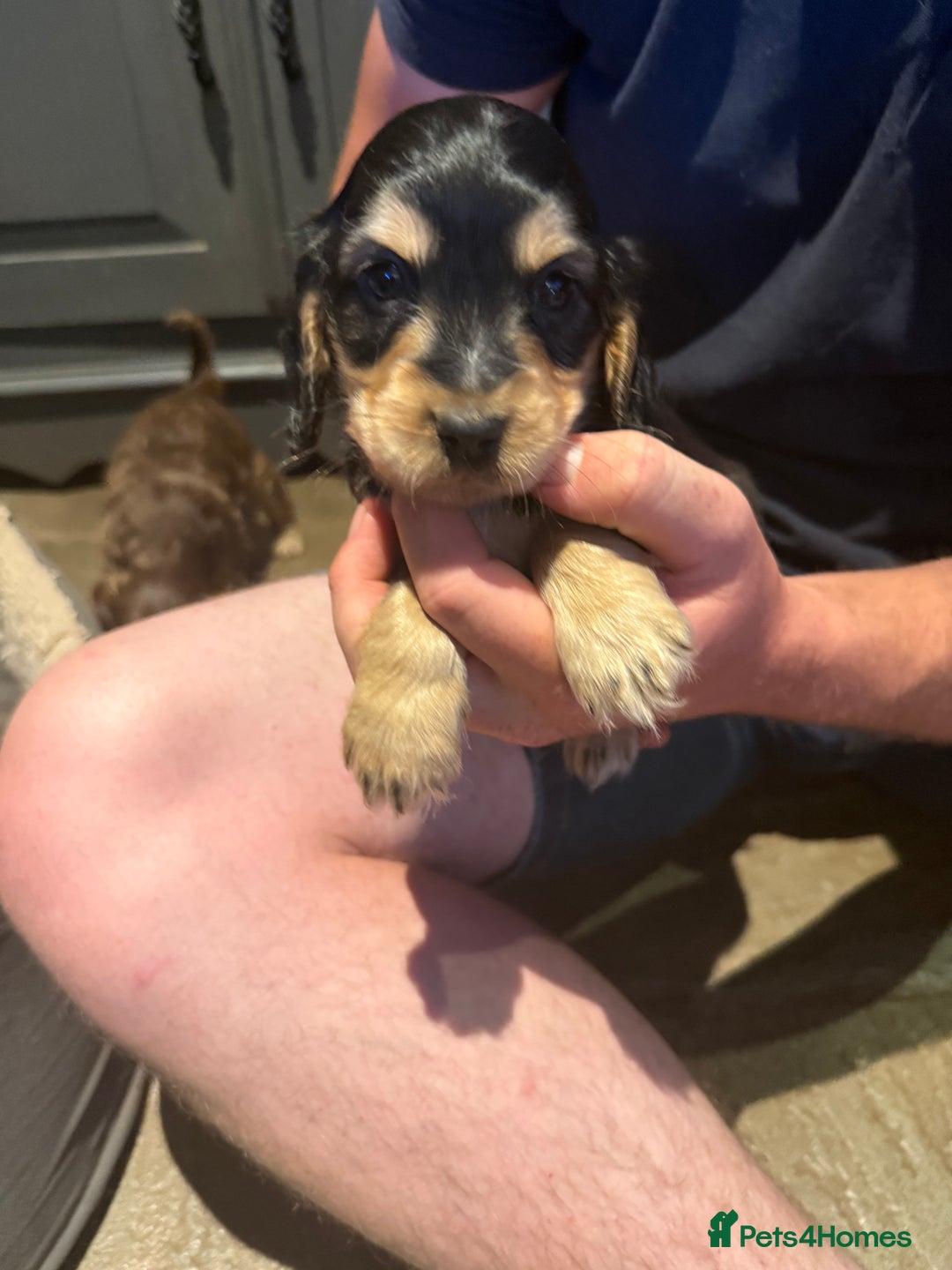 Cocker Spaniel dogs for sale: Wonderful show type cocker spaniels - Image 2