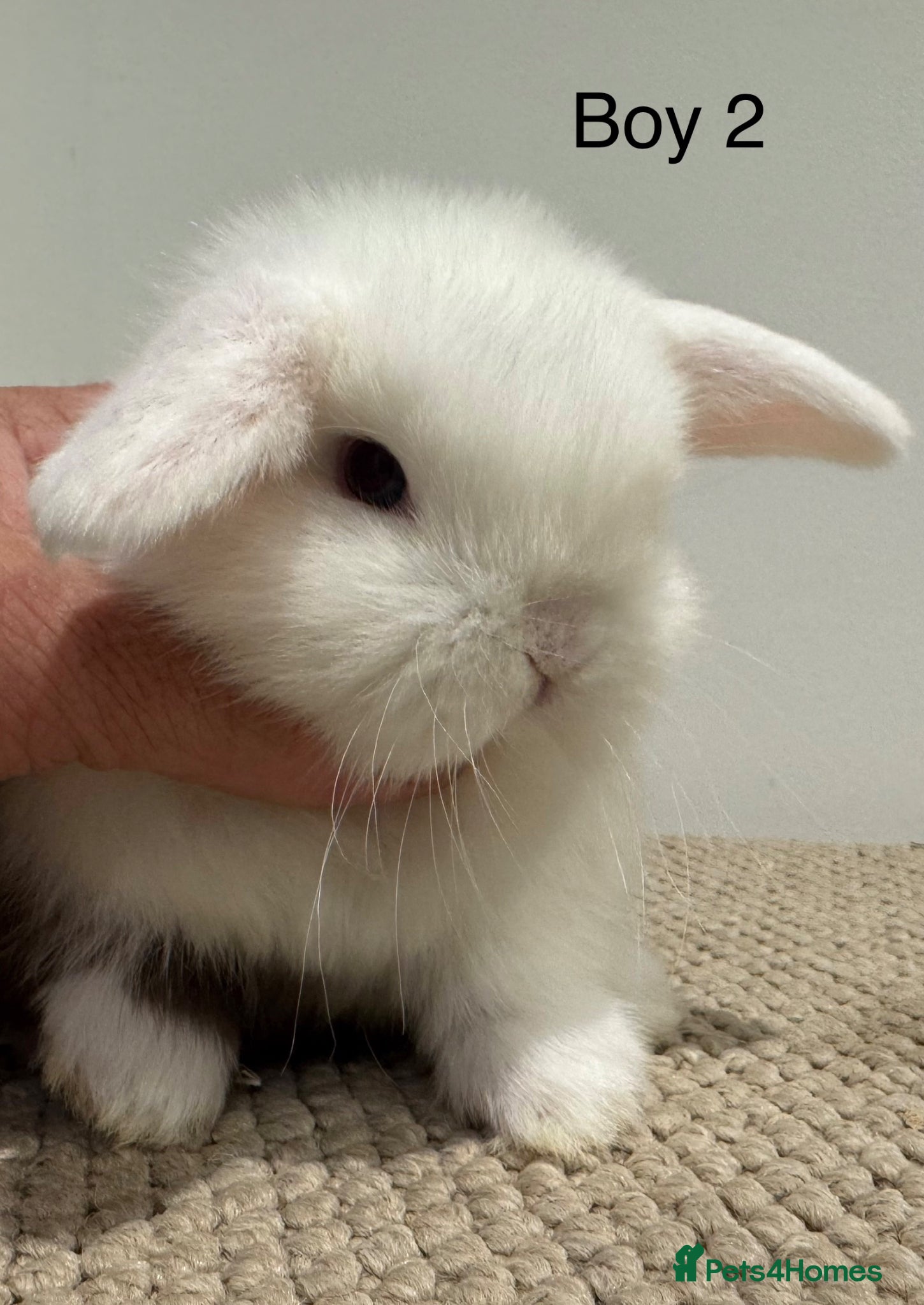 Mini Lop rabbits ☀️ MINI LOPS☀️ - Advert 2