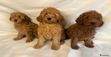 Cavapoo dogs - Advert 14