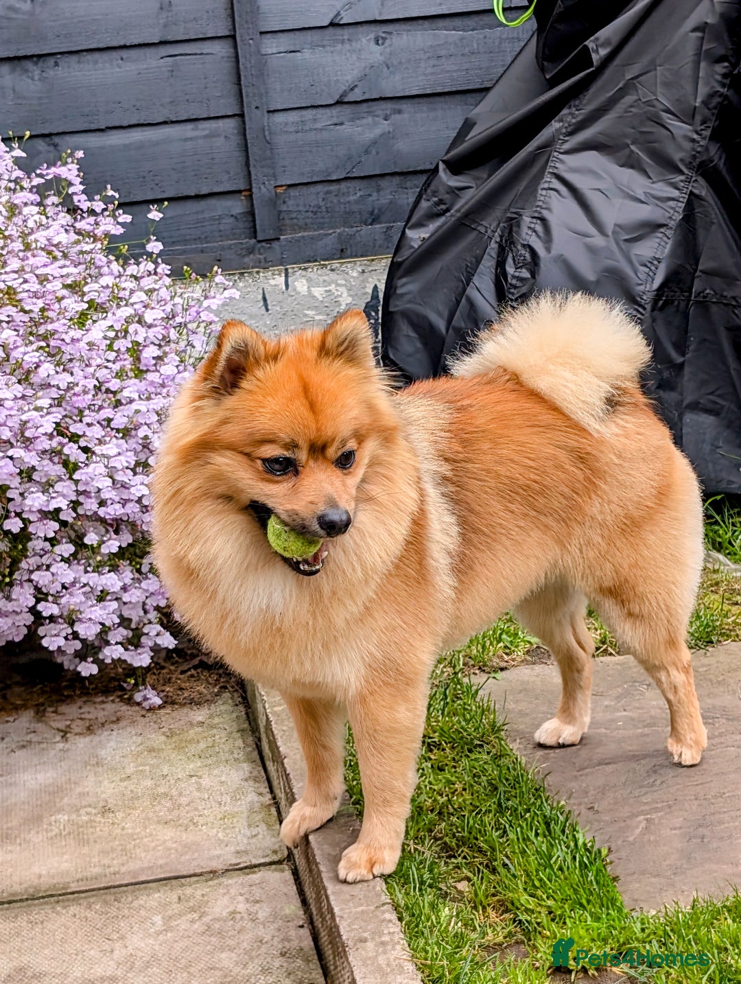 Pomeranian dogs for stud: Sable Pomeranian  - Image 4