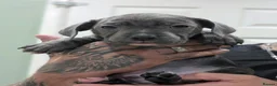 Staffordshire Bull Terrier dogs for sale: Blue Staffies - Advert 11