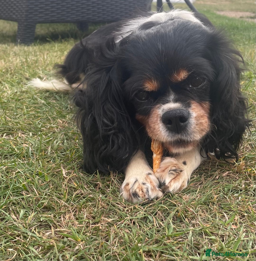 Cavachon dogs for sale: Cavachon puppies  - Image 15