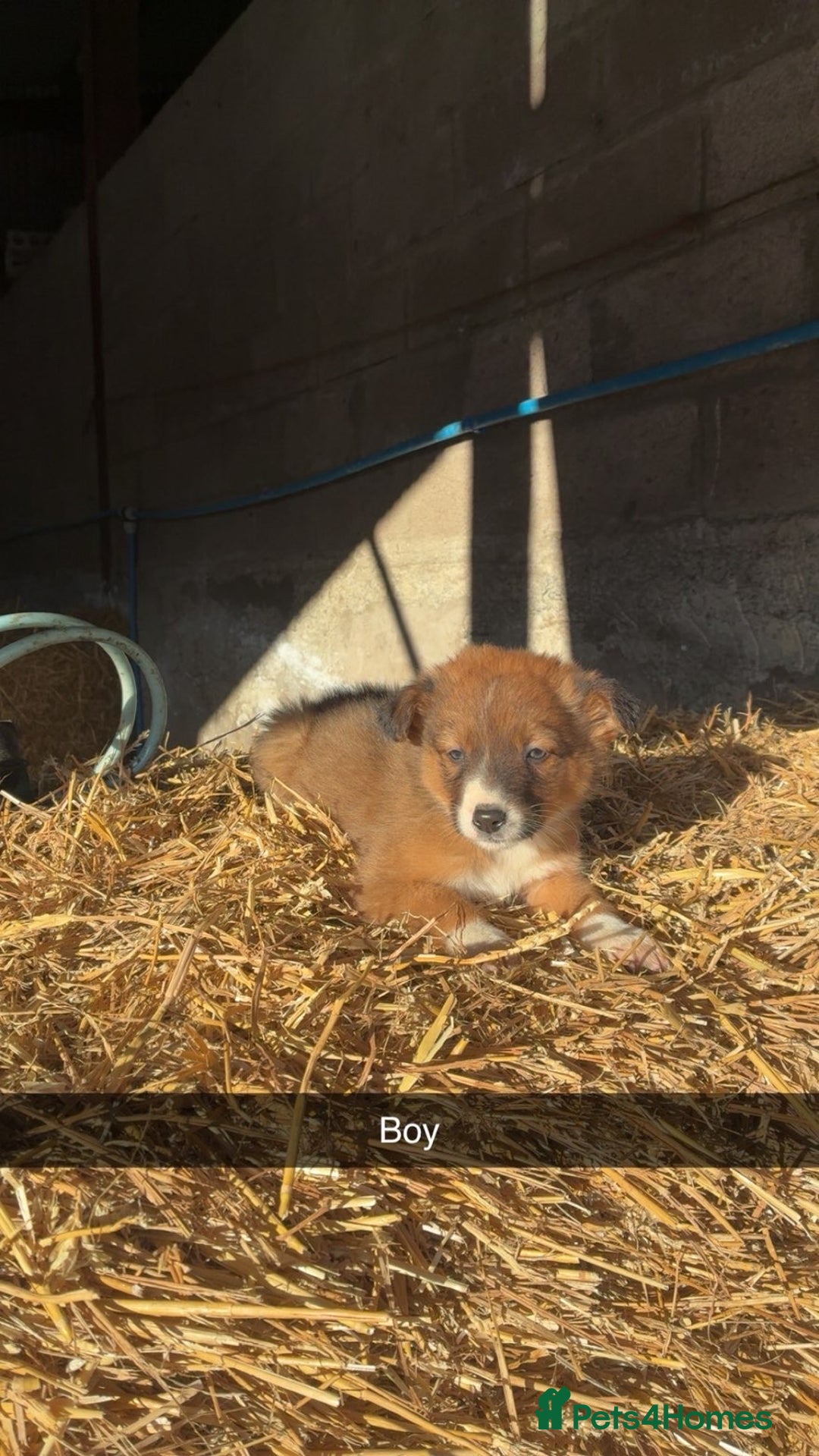 Border Collie dogs for sale: Border Collie Pups For Sale 🏡  - Advert 8