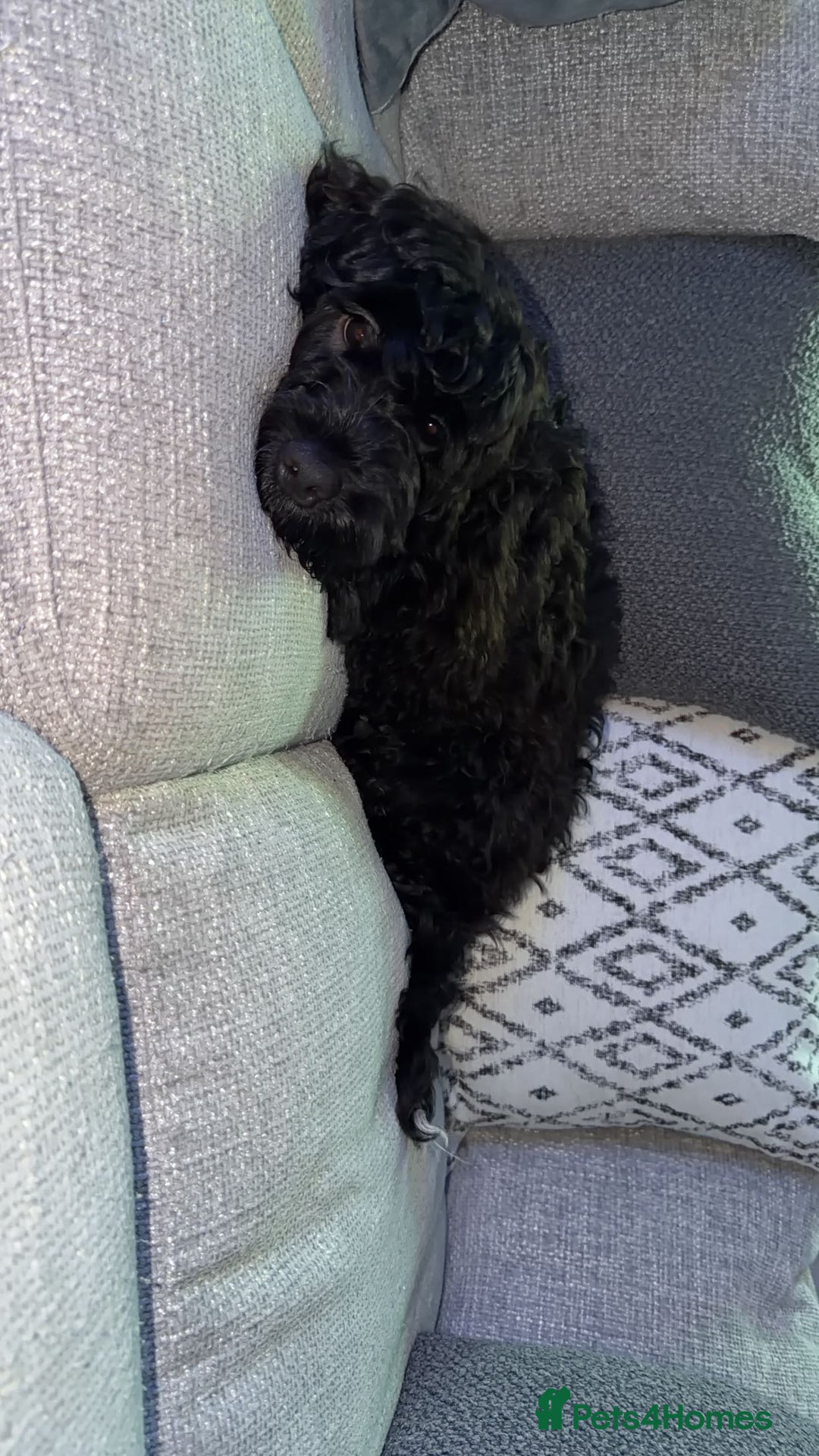 Cockapoo dogs for sale: Male F1B cockapoo - Advert 3