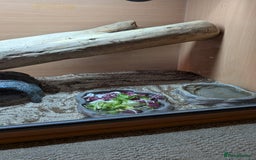 Bearded Dragon reptiles for sale: Bearded Dragon in need of new home! - Advert 4