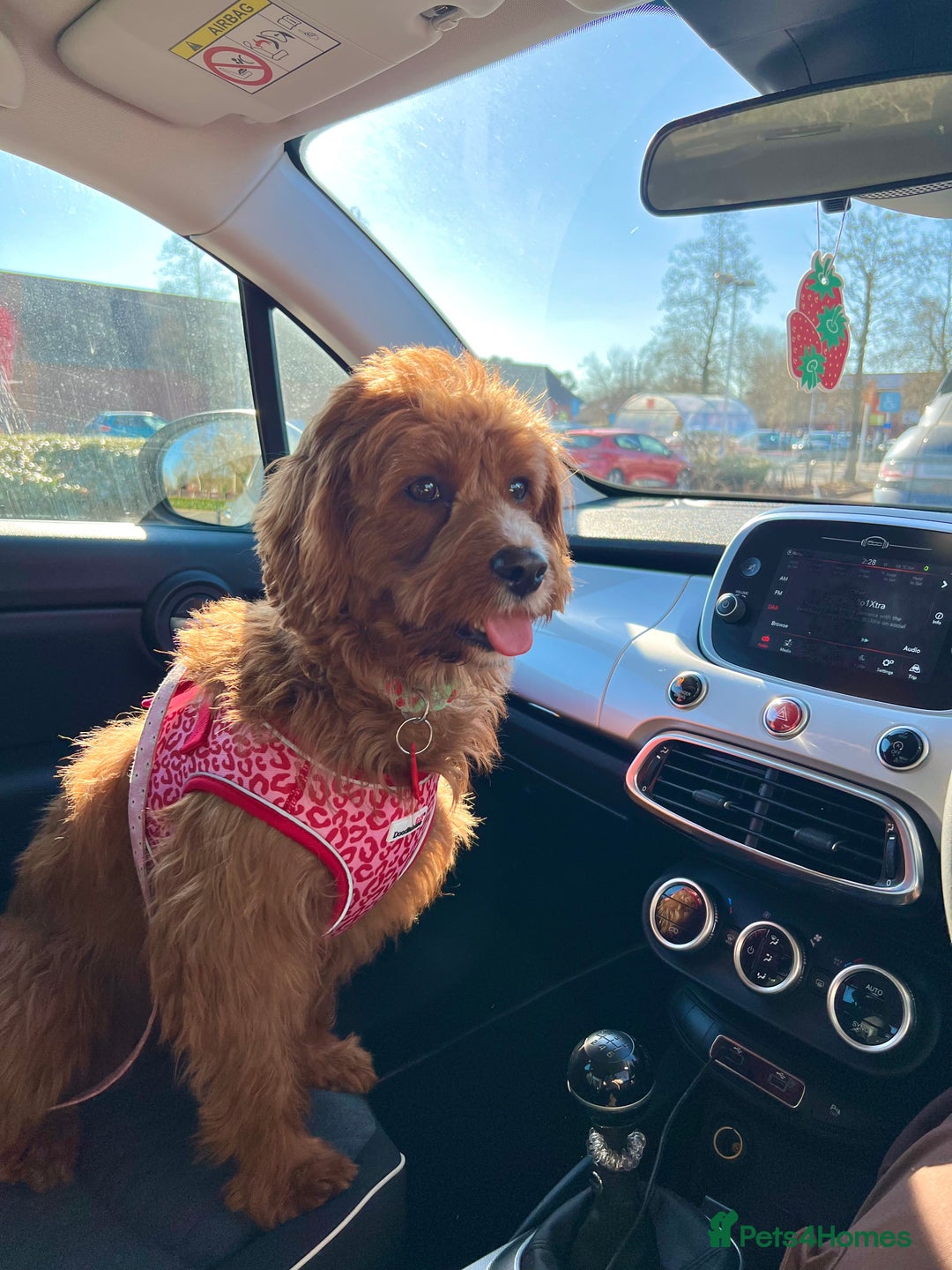 Cavapoo dogs for sale: Cavapoo F1b puppies due in December - Image 12