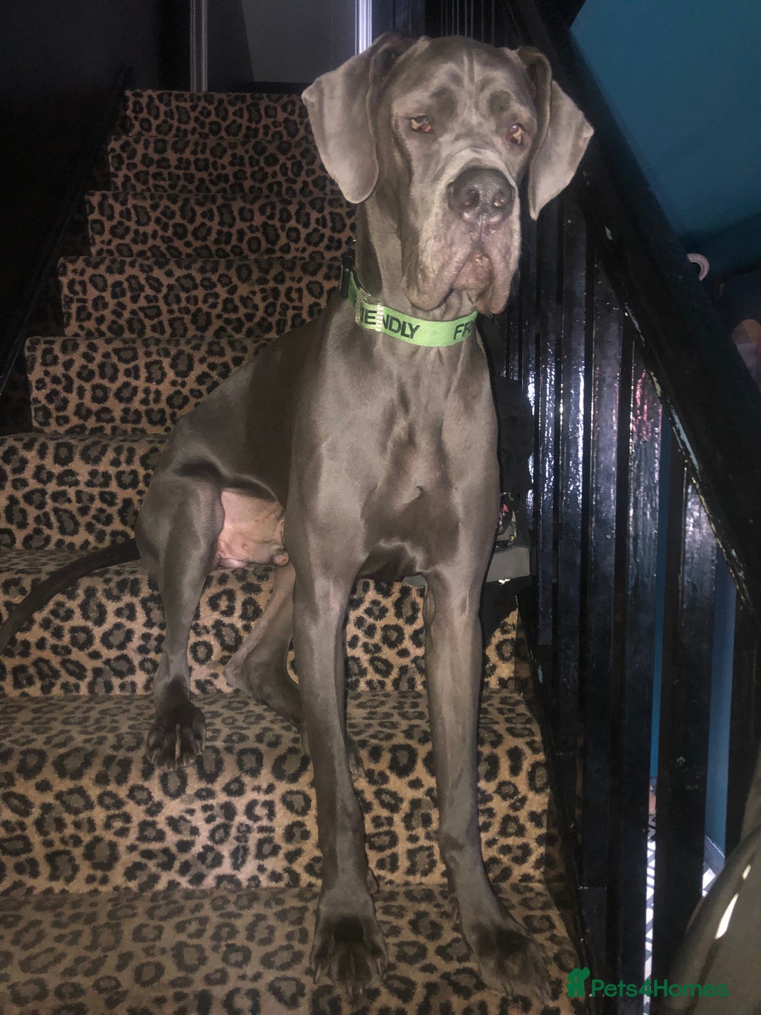 Great Dane dogs for sale: Beautiful boy - Image 1