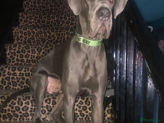 Great Dane dogs for sale - Advert 1