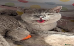 British Shorthair cats for sale: British Short hair Kittens - Image 12