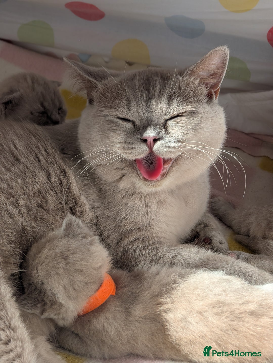 British Shorthair cats for sale: British Short hair Kittens - Image 12