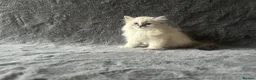 Siberian cats for sale: 💎Championship Line - Last Available Kitten💎 - Advert 21