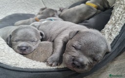 Staffordshire Bull Terrier dogs for sale: Staffordshire Bull Terrier Puppies- Ready Soon! - Image 11