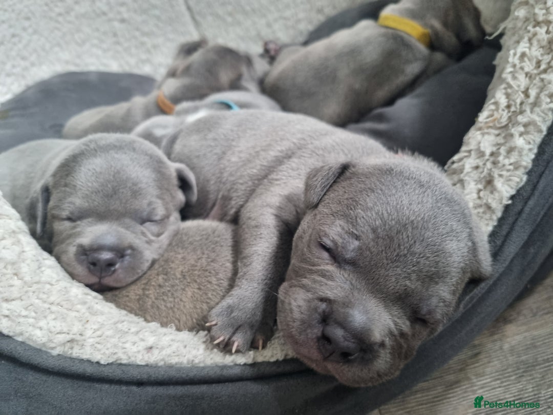 Staffordshire Bull Terrier dogs for sale: Staffordshire Bull Terrier Puppies- Ready Soon! - Image 11