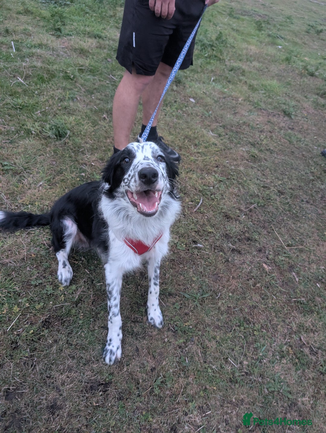 Border Collie dogs for sale: Male almost 1 year old for sale - Image 1