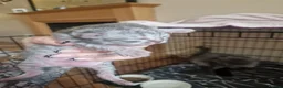 Mixed Breed cats for sale: Persian/chinchilla  - Advert 5