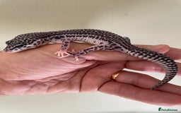Leopard Gecko reptiles for sale: CB25 Supper Mac Snow Leopard Geckos available  - Image 1