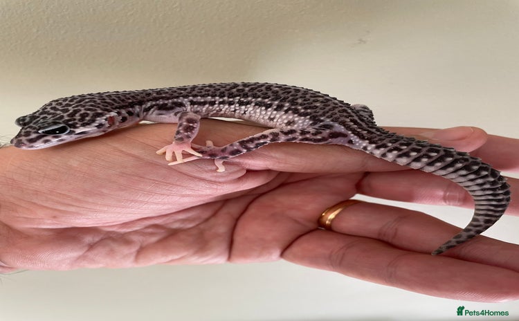 Leopard Gecko reptiles - Advert 6