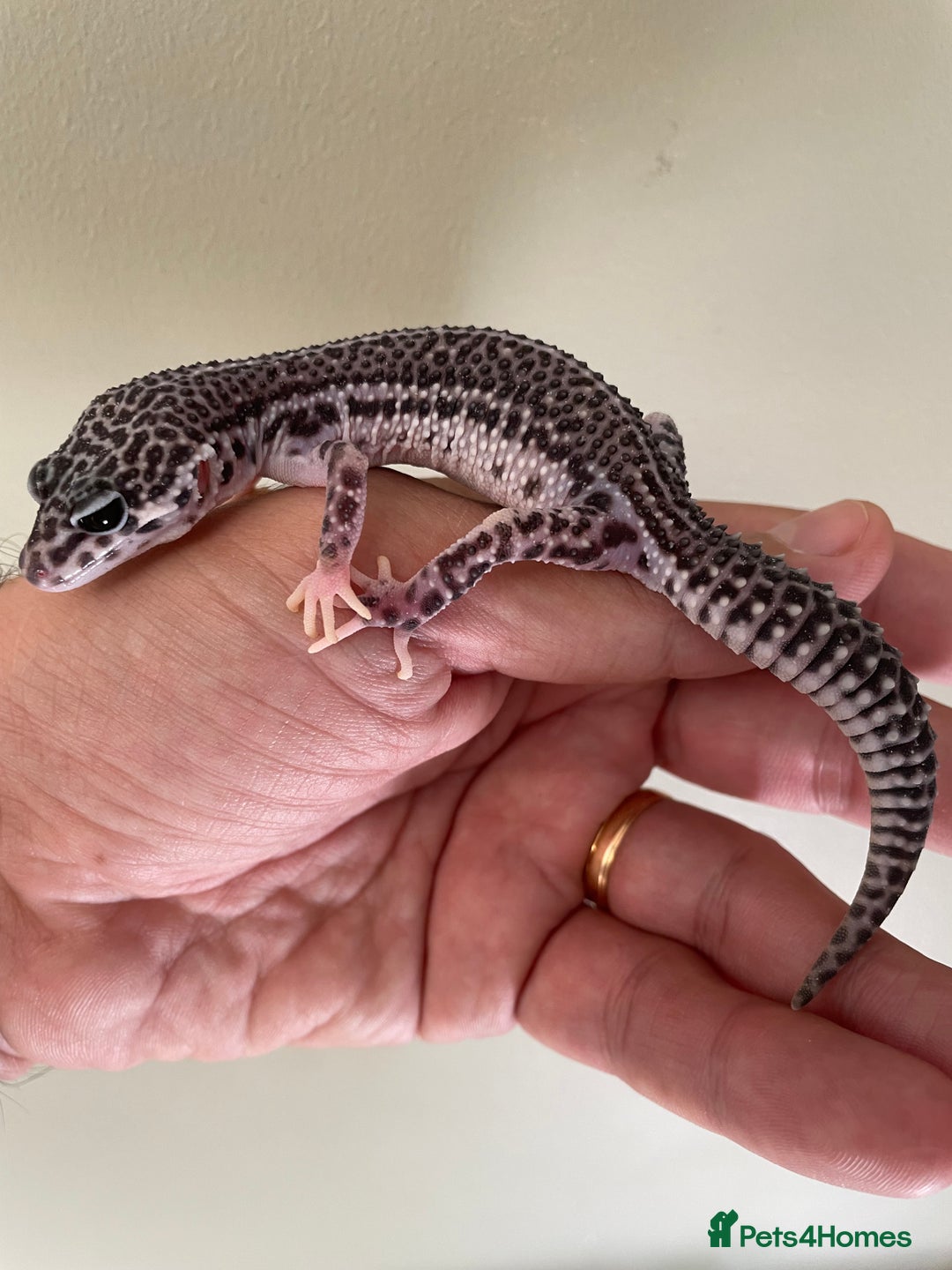 Leopard Gecko reptiles for sale: CB25 Supper Mac Snow Leopard Geckos available  - Image 1