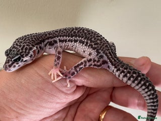 Leopard Gecko reptiles - Advert 24