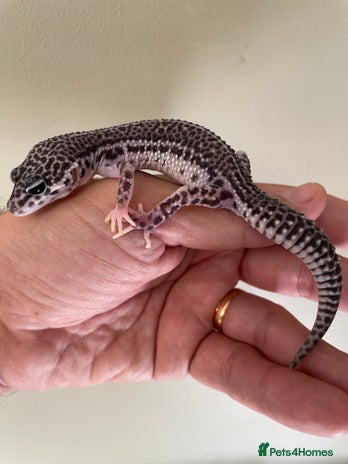 Leopard Gecko reptiles - Advert 8
