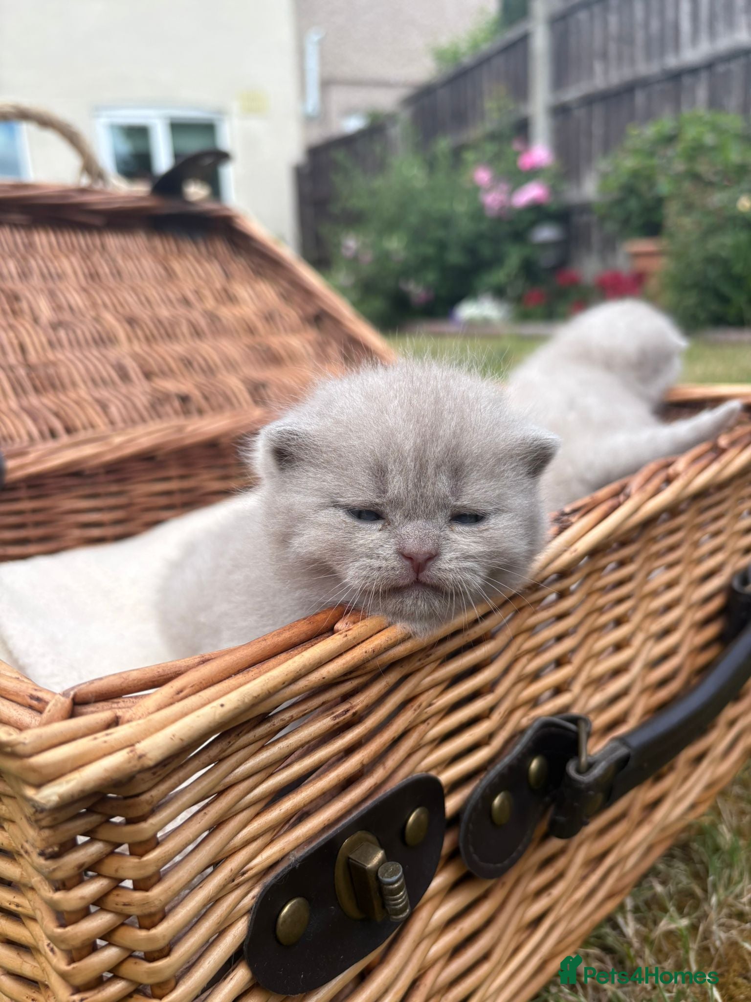 Scottish Fold cats for sale: 6 Scottish fold kittens  in Grays - Advert 8