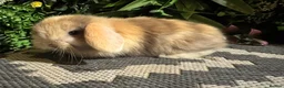 Mini Lop rabbits for sale: Superb pure bred mini lops available  - Advert 12