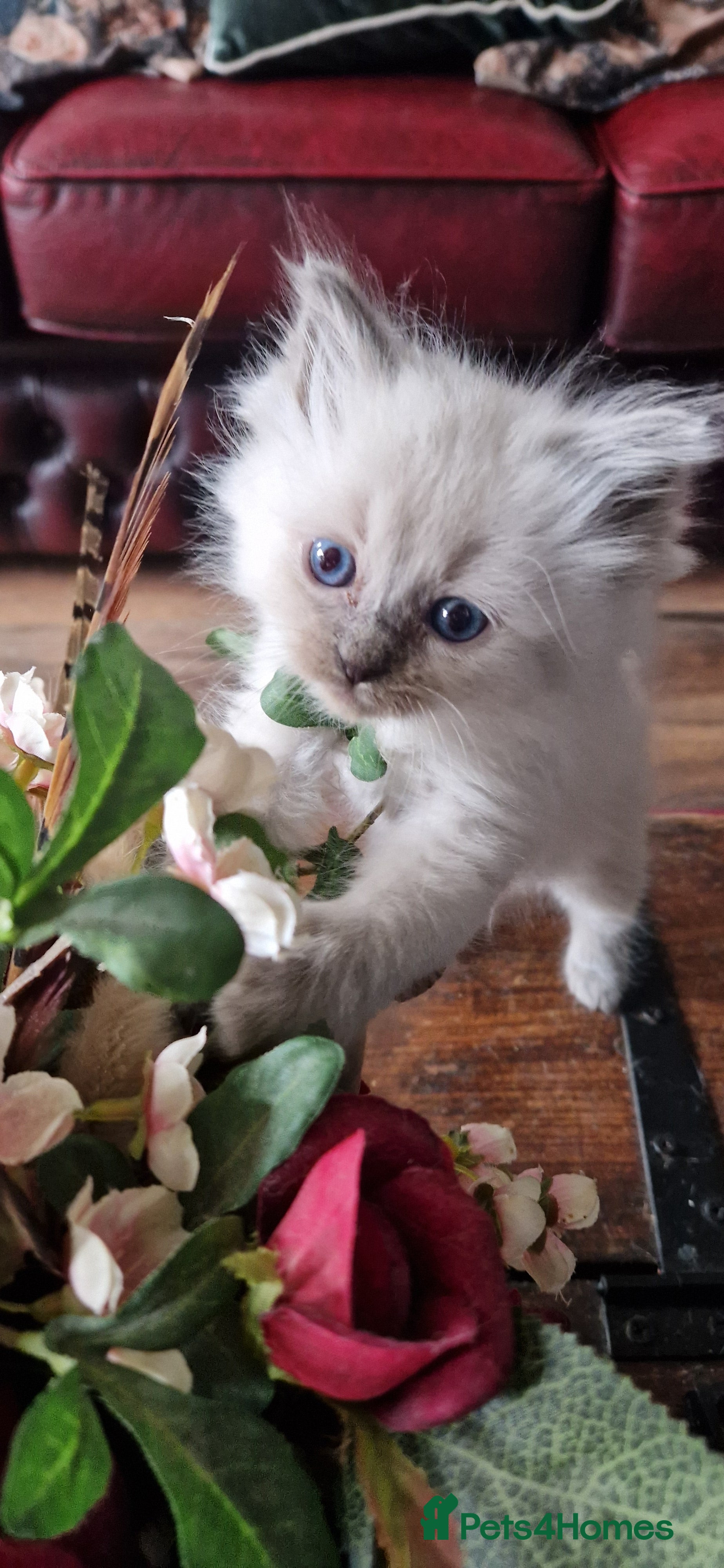 Ragdoll cats Ragdoll kittens ready now - Advert 3