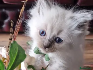 Ragdoll cats Ragdoll kittens ready now - Advert 3