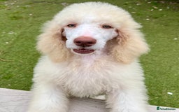 Standard Poodle dogs for sale: Stunning KC reg standard poodle  - Image 7