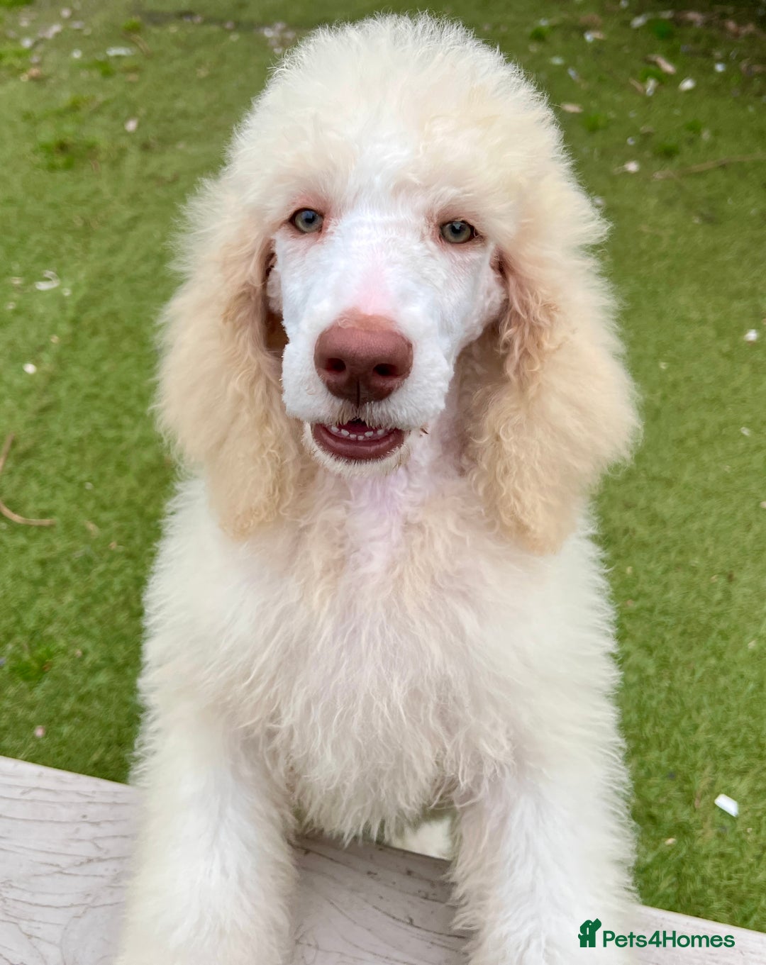 Standard Poodle dogs for sale: Stunning KC reg standard poodle  - Image 7