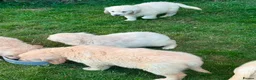 Golden Retriever dogs for sale: GOLDEN RETREIVER PUPPIES - Advert 8