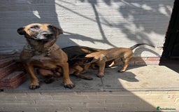 Belgian Shepherd Dog dogs for sale: Dutch/belgian herder/malinois FEMALE ready to go!! - Image 5