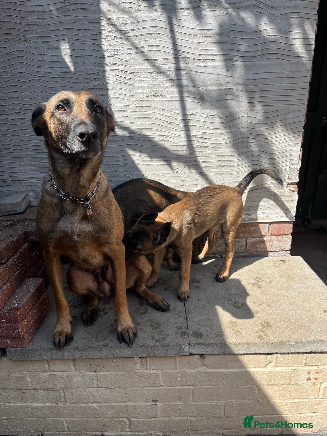 Belgian Shepherd Dog dogs for sale: Dutch/belgian herder/malinois FEMALE ready to go!! - Image 5
