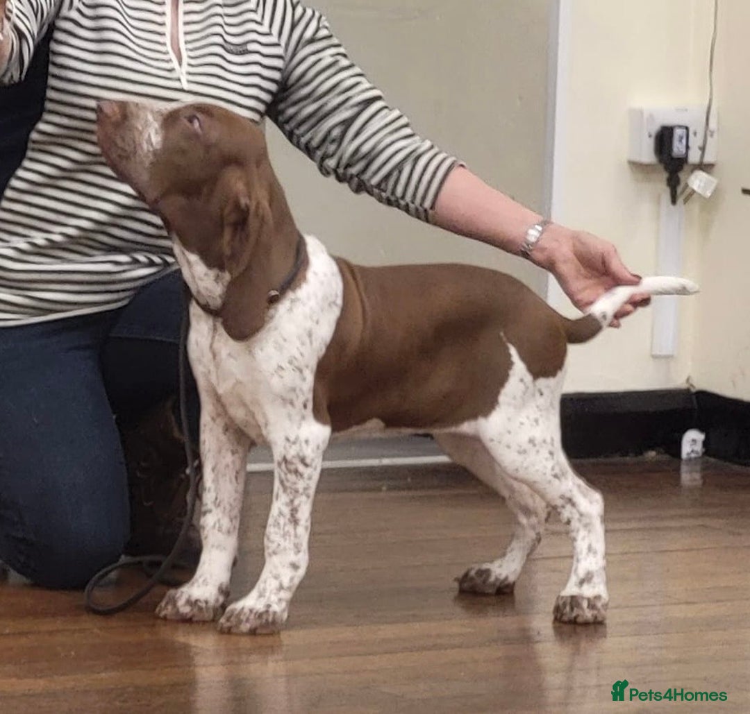 Bracco Italiano dogs for stud: Valentino Rossi Italian Import - Image 16