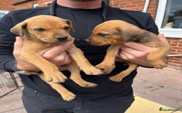 Mixed Breed dogs for sale: Doberman puppies for sale - Image 10