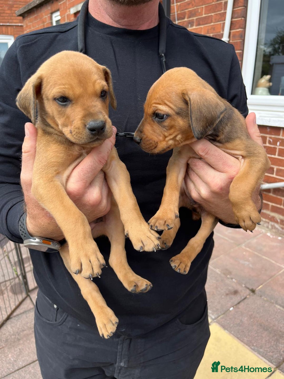 Mixed Breed dogs for sale: Doberman puppies for sale - Image 10