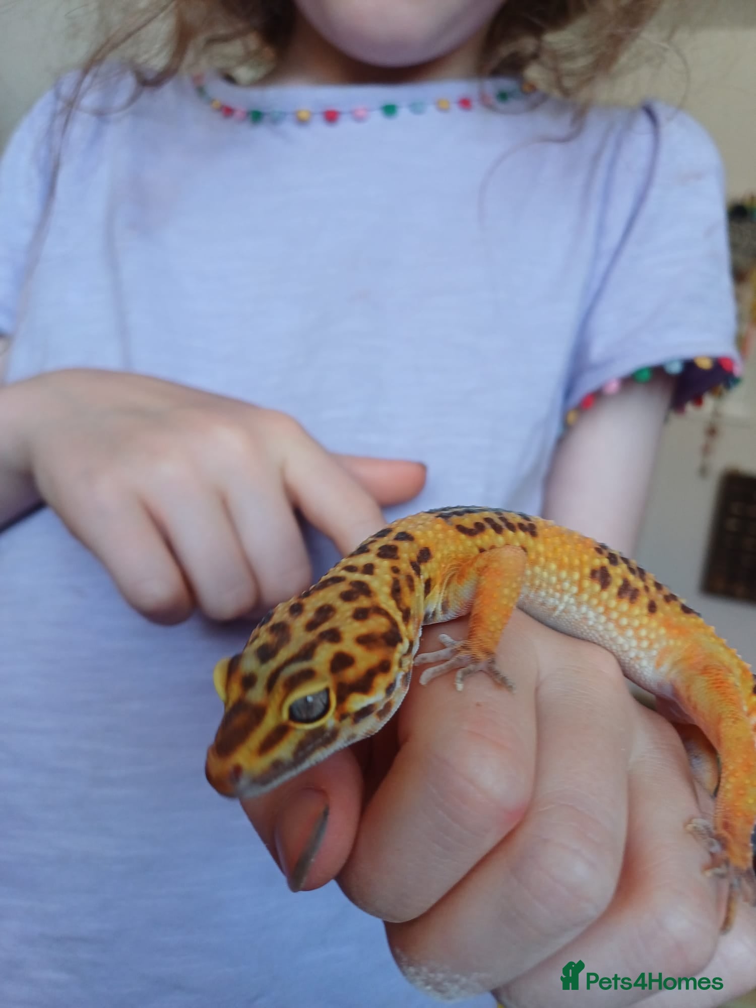 Leopard Gecko reptiles Leopard Gecko 16mnths old Female - Advert 7