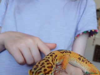 Leopard Gecko reptiles Leopard Gecko 16mnths old Female - Advert 2