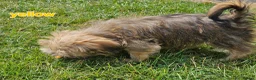 Shorkie dogs for sale: Beautiful F2 Shorkie Girls,Puppy Culture Raised, in Armagh - Advert 24