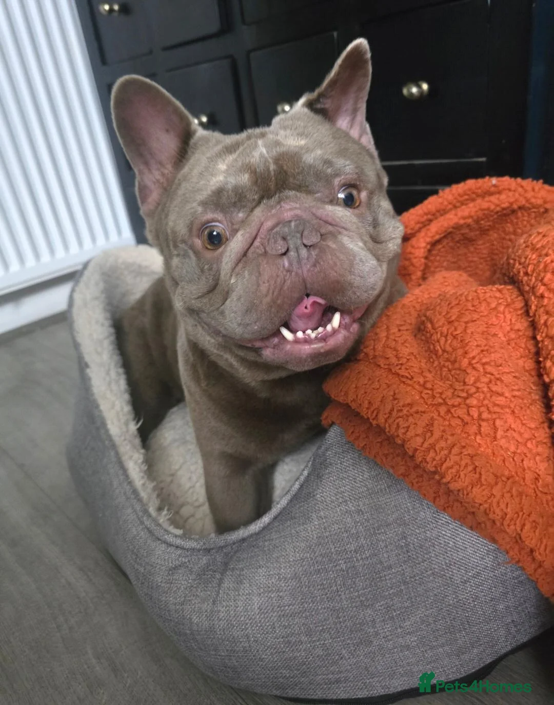 French Bulldog dogs for sale: Beautiful frenchie  in Stevenage - Advert 4
