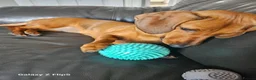 Dachshund dogs for sale: Beautiful standard dachshund  - Advert 3