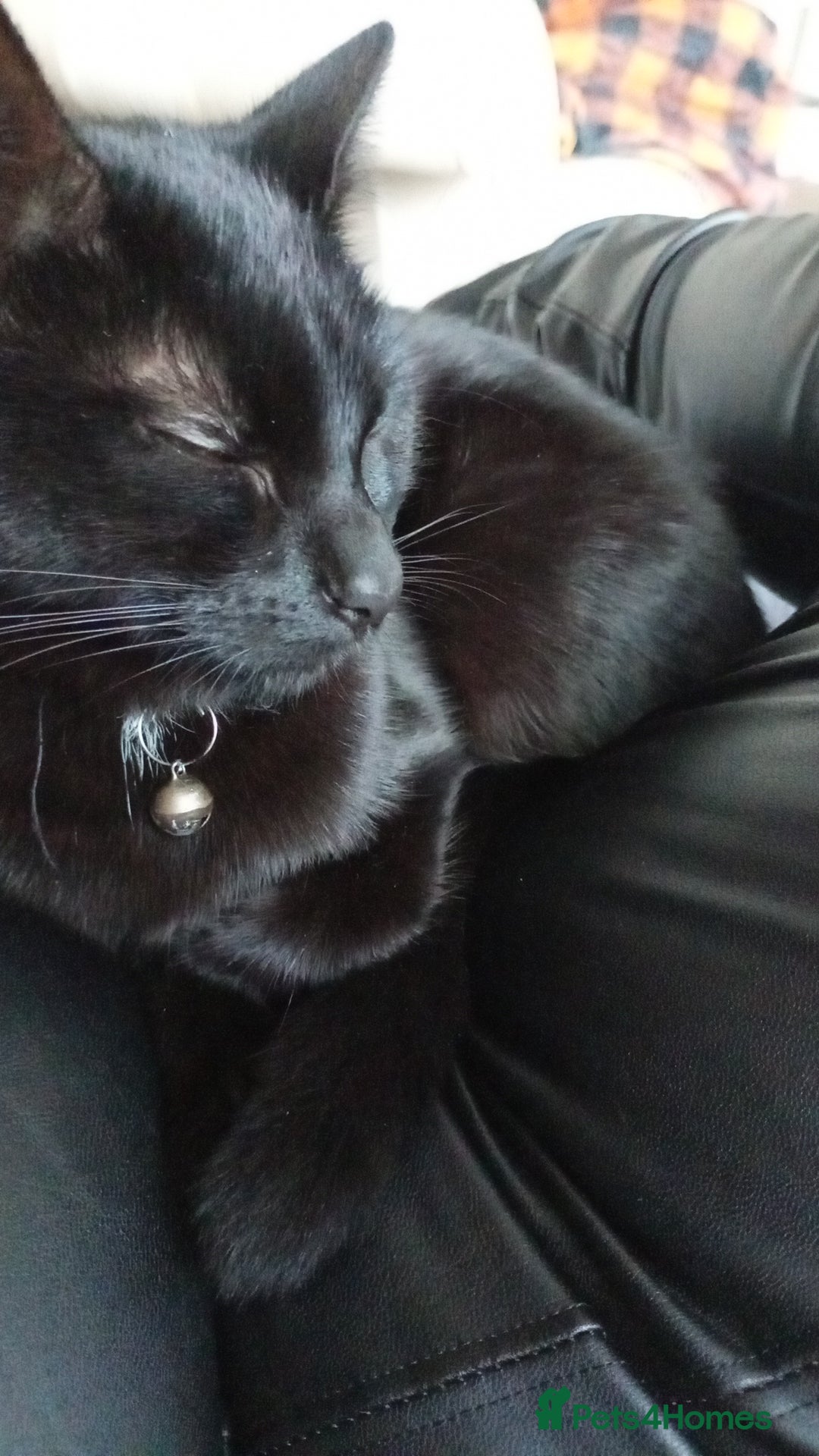 Mixed Breed cats for sale:  ** . 1 year old female, Luna. - Advert 4