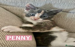 Mixed Breed cats for sale: SWEET PENNY LOOKING FOR HER FAMILY ! - Image 1